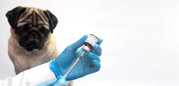 ワクチン研究 イヌ動物における科学者試験薬 ペット 医薬品研究開発コンセプト — ストック写真