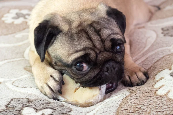 Cute funny pug dog gnaws and eating bone at home, doggy delicious treat