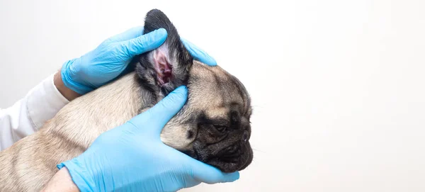 Närbild Mops Hund Har Kontroll Örat Veterinär Öron Hund Hundallergi — Stockfoto