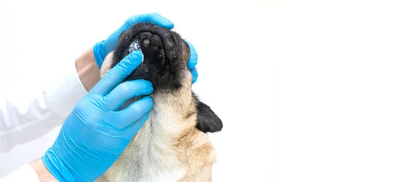 Médico Veterinário Luvas Médicas Lubrifica Feridas Cão Com Pomada Cão — Fotografia de Stock
