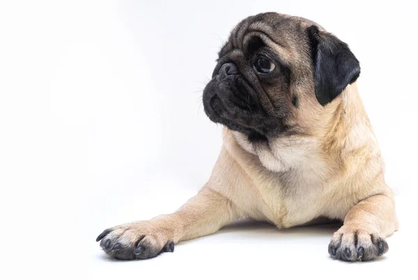 Estúdio Tiro Bonito Jovem Cachorro Cão Deitado Fundo Branco Espaço — Fotografia de Stock