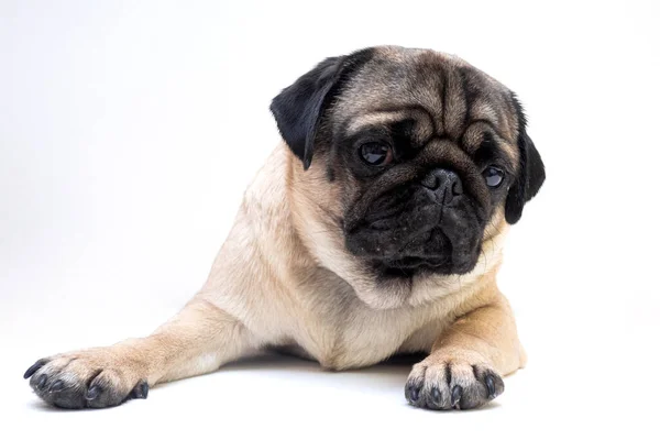 Estúdio Tiro Bonito Jovem Cachorro Cão Deitado Fundo Branco Espaço — Fotografia de Stock