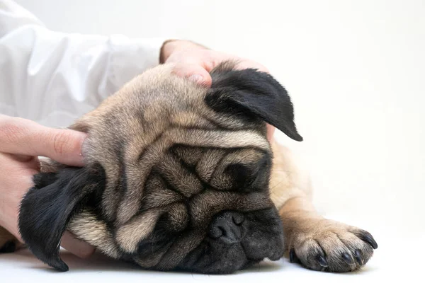 Pug dog lay on white background has massage for ears. the pet enjoys and sleeps while the owner or veterinarian massages the ears