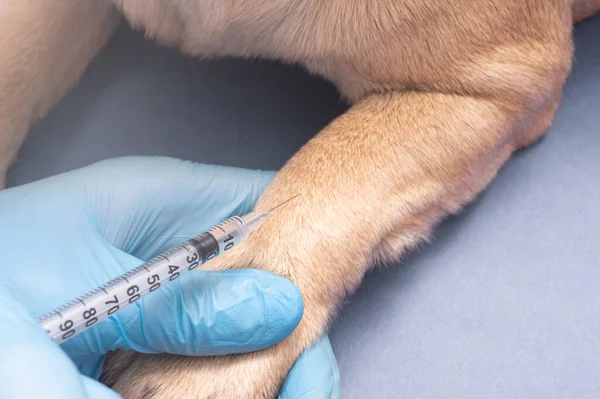 veterinarian in medical gloves giving an injection with a syringe to a pug dog, close up, vaccination of pets