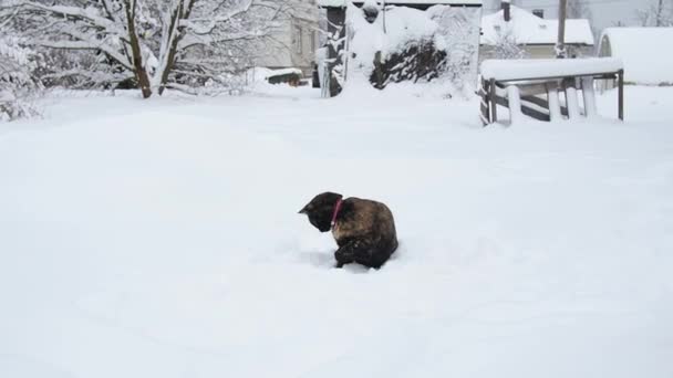 Katze Spielt Mit Schnee Zeitlupe Junge Tricolor Katze Springt Und — Stockvideo