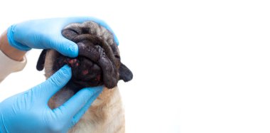 Yüzünde kırmızı iltihaplı yara olan bir köpek portresi. Köpek alerjisi, dermatit, bir köpeğin cildinde mantar enfeksiyonu, fotokopi alanı olan pankart.