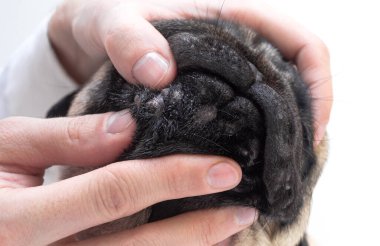 Yüzünde kırmızı iltihaplı yara olan bir köpek portresi. Köpek alerjisi, dermatit, köpek derisinde mantar enfeksiyonu.