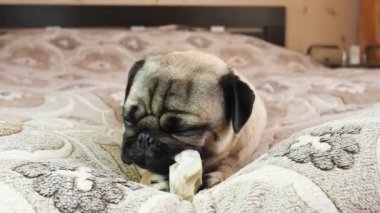 Komik köpek evde kemiriyor ve kemik yiyor, köpek maması gibi lezzetli.