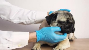 Steril eldiven ve üniformalı veteriner dachshund üzerinde tıbbi inceleme yapar, deri hastalıklarını, pireleri ya da köpek kürkünden diğer parazitleri araştırır, mavi arka plan