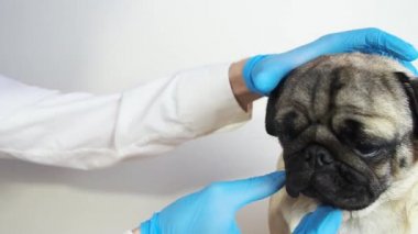 Köpeğin yarası, kaşıntısı, deri sorunu, kızarıklığı var. Deri iltihabı, alerji, iltihap, tahriş, egzama. Tıbbi eldivenli kişi tedavi ediyor, tıbbi merhem sürüyor.