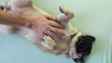 Kestirmeden sonra esneme hareketleri komik. Sahibi, sevimli köpeğinin karnını okşayıp okşuyor. Komik göbek pozu. Derin uyku..