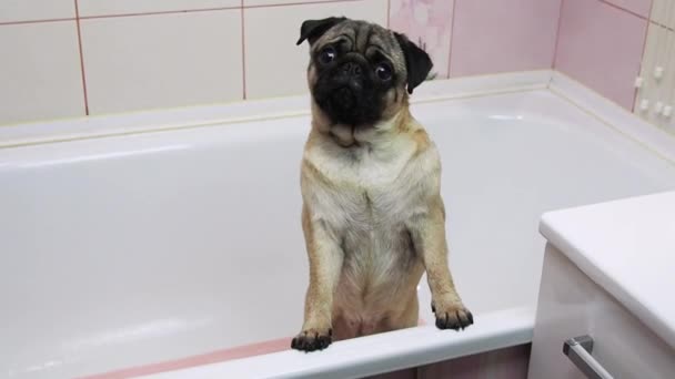 Lustiger Mops-Hund steht nach Gassi gehen und Pfotenwaschen mit Vorderpfoten am Wannenrand. Menschen und Tiere zu Hause, Haustiere — Stockvideo