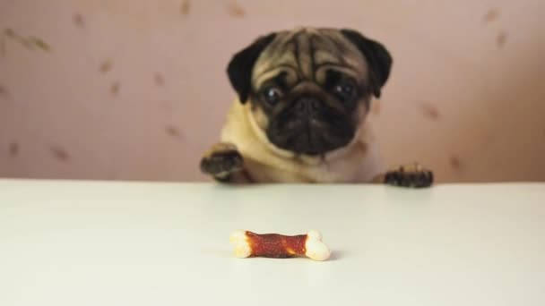 Cão de pug engraçado caçando para um deleite. Quer tentar obter guloseimas, osso saboroso. Movimento lento. Cena cómica e engraçada. Luta e frustração. Perder uma chance — Vídeo de Stock