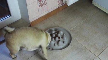 Köpeğin plastik bir yemek kabından mama yemesi, şişmeyi önlemek için köpeklerin daha yavaş yemesini sağlamak üzere tasarlanmış. Yavaş köpek besleme kasesini kapat.