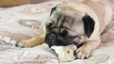 Şirin, komik köpek evde kemiriyor ve kemik yiyor.