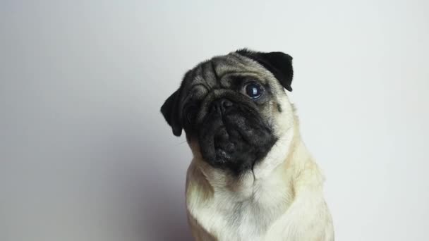 かわいい若い犬の肖像画 犬のペットはカメラを見て頭を傾ける 閉じる — ストック動画