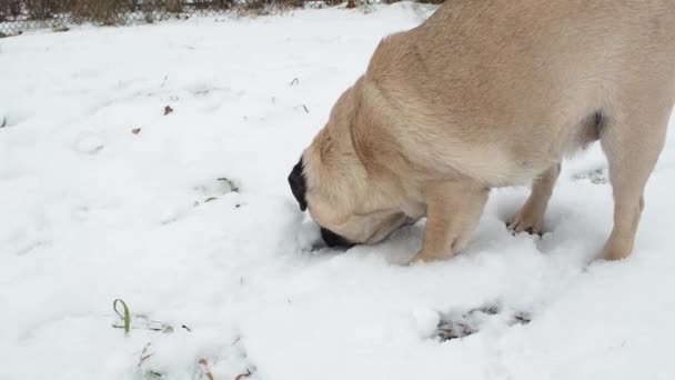 Hund Mops Hona Pissar Snö Vintern — Stockvideo