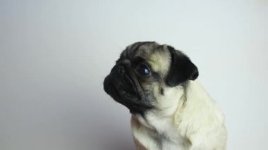 Şirin genç köpek portresi. Pug kameraya bakar ve dilini ağzından çıkarır ve burnunu yalar, başını eğip, yakın plan yapar.