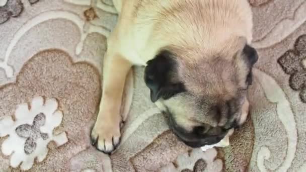 Cute Funny Pug Dog Gnaws Eating Bone Home Doggy Delicious — Stock Video