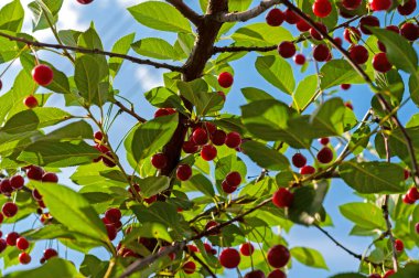 Kiraz ağacı dalında sallanan kirazlar. Bir dalda bir sürü kırmızı ve tatlı kiraz.