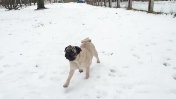 Cachorro Joven Perro Jugando Invierno Nevado Aire Libre — Vídeo de stock