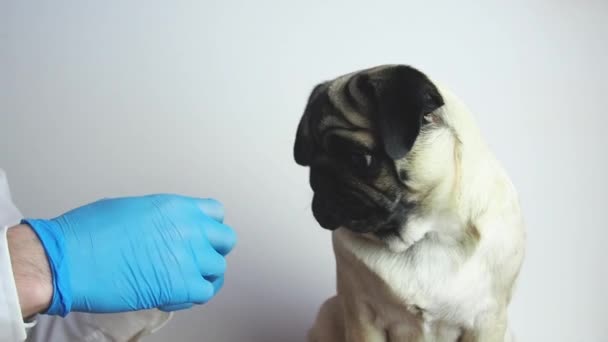 Hombre Con Guantes Médicos Abre Tubo Ungüento Pug Olfato Perro — Vídeos de Stock