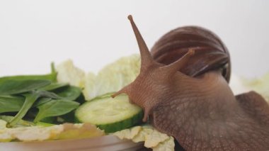 Dev Achatina salyangozu marul yaprakları arasında sürünüyor.
