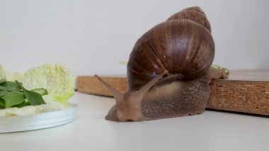 Dev Achatina salyangozu marul yaprakları arasında sürünüyor, hızla yaklaşıyor.