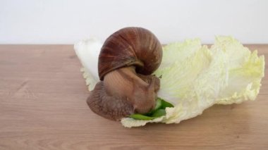 Dev Achatina salyangozu marul yaprakları arasında salatalık yiyor.