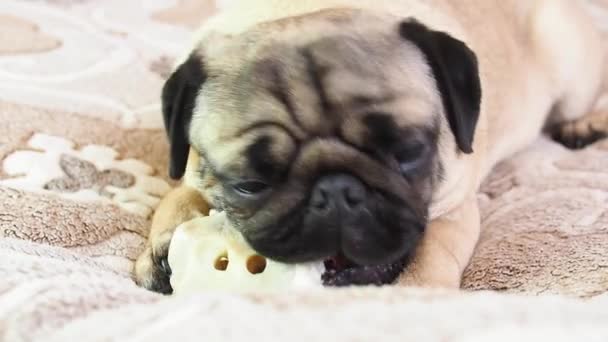 Funny pug dog gnaws and eating bone at home, doggy delicious treat — Stock Video