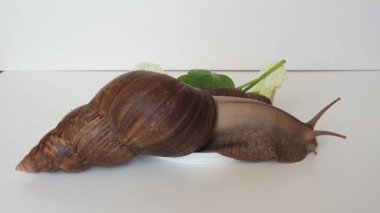 Dev Achatina salyangozu sürünüyor ve kabuğunu arkasına çekiyor. çekim ivmesi kenar görünümü