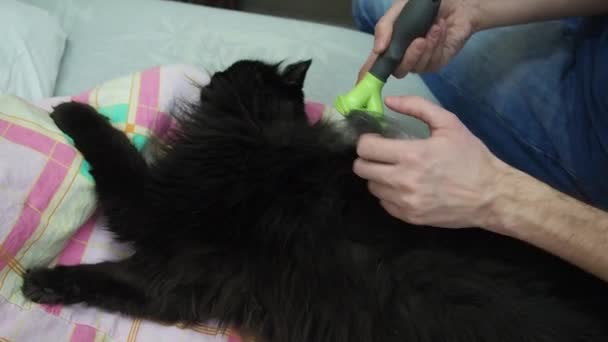 Mannelijke Hand Kamt Grote Zwarte Kat Met Een Speciale Furminator — Stockvideo