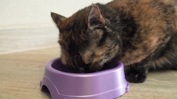 Gatto Mangia Cibo Pasto Secco Con Appetito Una Boccia Primo — Video Stock