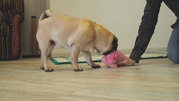 Funny Pug Dog Playing Pulling Soft Toy Hand Man Close — Stock video