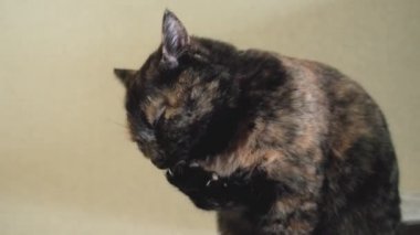 cute tricolor cat washing face with his paw, concept of pets