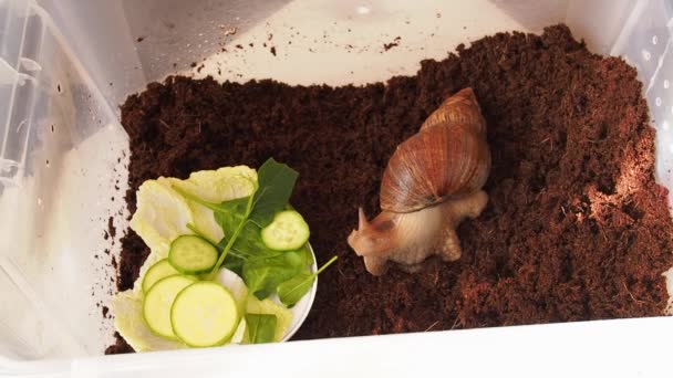 Giant Achatina Snail Crawling Container Coconut Substrate Lettuce Leaves Close — Stock Video