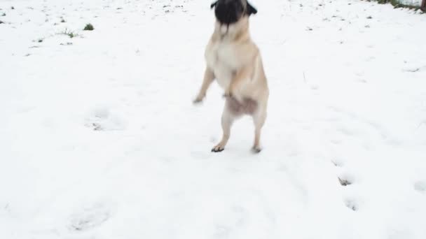 幼犬在冬雪中玩耍 — 图库视频影像