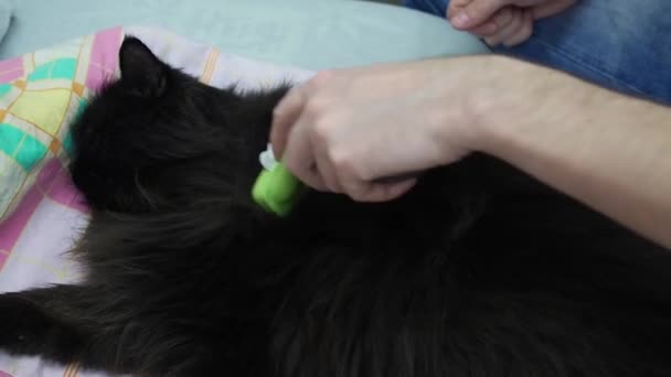 Mannelijke hand kamt de kat met een speciale furminator borstel tijdens het ruien. Seizoensschimmel lente en herfst. huisdieren Care concept. — Stockvideo