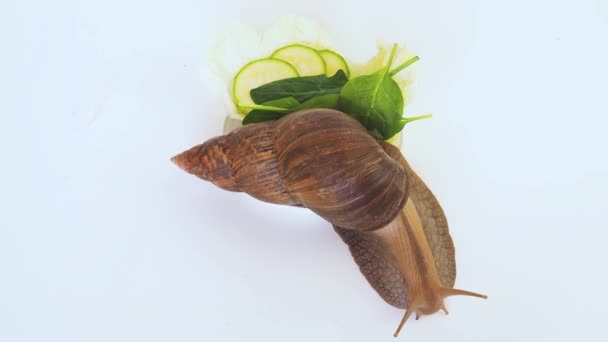 Giant Achatina had crawling among salce leaves — Stock video