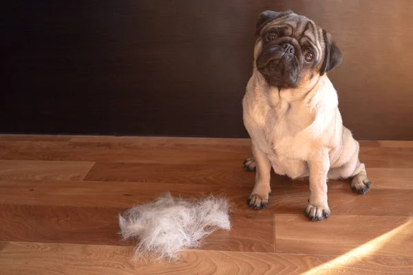 Pug dog taradıktan sonra bir yün yığınının yanında yere oturur. Mevsimlik hayvan tüyü konsepti. Boşluğu kopyala