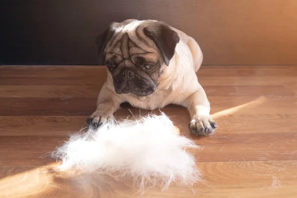 Köpeği taradıktan sonra bir yün yığınının yanında yerde yatıyordu. Mevsimlik hayvan tüyü konsepti