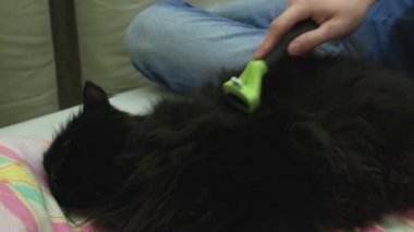 Erkek el, tüy dökerken özel bir fırçayla büyük siyah kediyi tarar. Kedi sinirlenir ve tarağa saldırır..