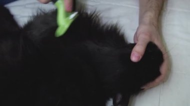 Erkek el, deri değiştirme sırasında kediyi özel bir fırçayla tarar. Mevsimlik döküntü yay ve sonbahar. evcil hayvan bakım konsepti.