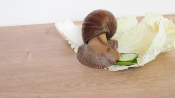 Giant Achatina snegl kravler blandt salatblade – Stock-video