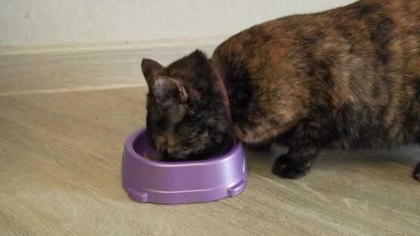 Gato come comida seca con apetito de un bowl close-up. — Vídeos de Stock