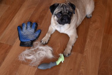 Pug dog, saçlarını taradıktan sonra yün ve tımar aletleriyle yerde yatıyordu. Mevsimlik hayvan tüyü konsepti