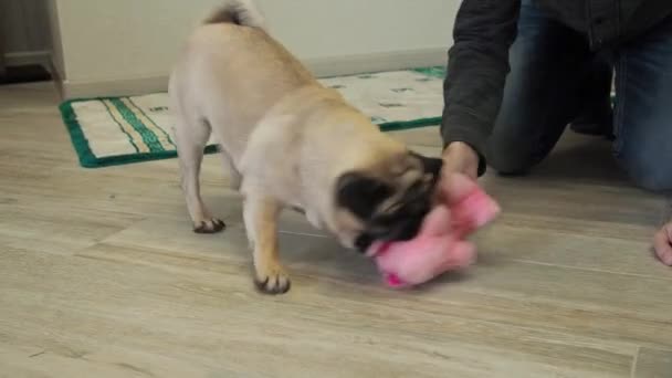 Funny Pug Dog Playing Pulling Soft Toy Hand Man Close — Stock video