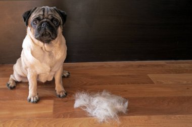 Pug dog taradıktan sonra bir yün yığınının yanında yere oturur. Mevsimlik hayvan tüyü konsepti. Boşluğu kopyala