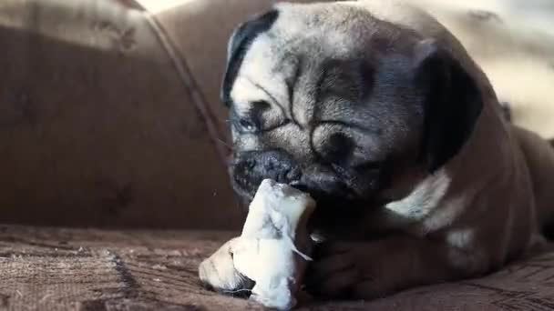 Carino Divertente Cane Carlino Rode Mangiare Osso Casa Cagnolino Delizioso — Video Stock