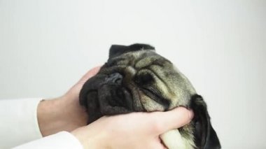 Köpek pug cinsine yüz masajı spa 'sı. Kendini çok rahat ve rahat hissediyor. Köpek uyuyor ve sahibinin yanında dinleniyor.